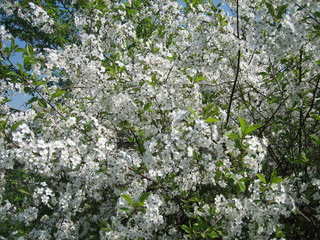 Blooming Apple tree in spring. The whole Apple tree is covered with white delicate flowers.
