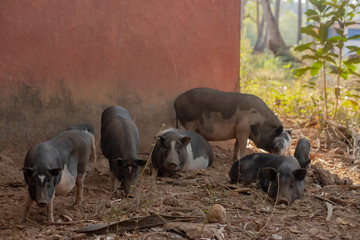 Pigs at a Farm in Goa India