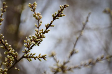 Frühlingserwachen