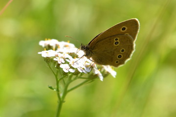 Nahaufnahme Schmetterling  auf Schafgarbe, mit Bokeh Hintergrund grün