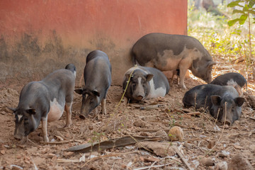 Pigs at a Farm in Goa India