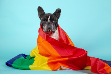 Beautiful French bulldog wrapped with a rainbow flag that symbolizes the rights of gays looking at...