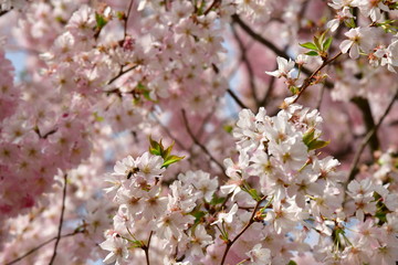 Frühlingsgefühle - zart rosa Blüten locken Bienen Hummeln und andere Insekten an