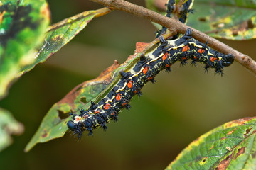 Caterpillar eating leaf
