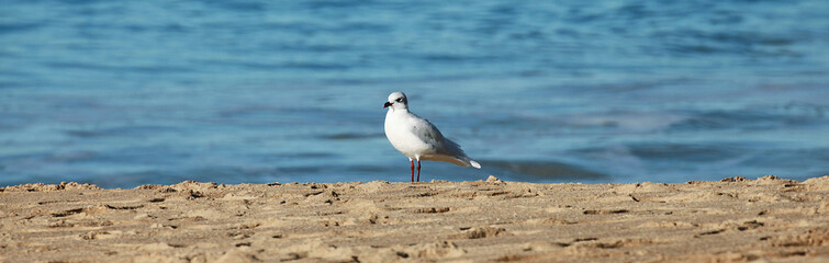 Mouette en bord de mer