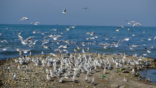 A lot of gulls on the Black Sea. The coast of the city of Batumi. Birds flew in to eat small hamsa fish. Spring day.