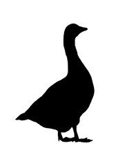 Side View Geese Isolated Graphic Silhouette