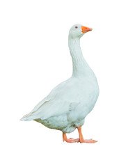 Side View Geese Isolated Photo