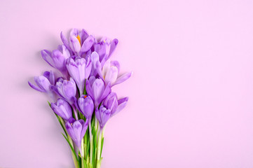 Fototapeta premium Purple crocus flowers on purple background. Copy space. Flat lay. Top view.