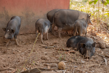 Pigs at a Farm in Goa India