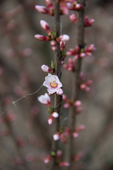 blooming cherry tree