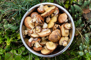 Suillus  mushrooms in the bowl