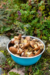 Suillus  mushrooms in the bowl