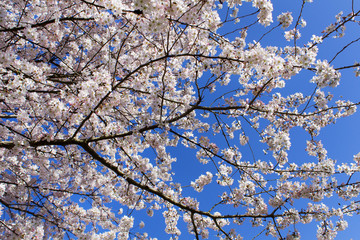cherry tree white blossom in spring oh bright blue sky background