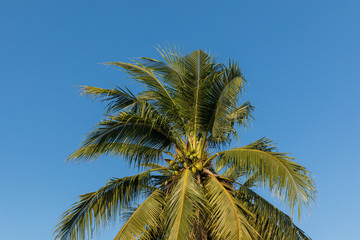 Coconut tree on blue sky background