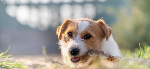 Portrait of a jack russell terrier dog eating meat in a spring garden full of sunshine.