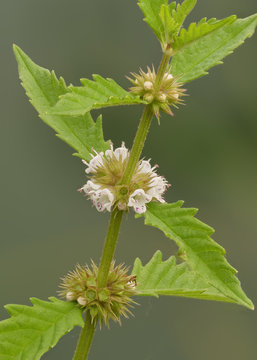 Die Sumpfplanze Ufer Wolfstrapp, Lycopus europaeus, Bl&auml;tter und Bl&uuml;ten