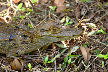 Common Caiman (Caiman crocodilus), copy taken in freedom