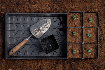Sprouting broccoli plants transplanted into pots using organic potting mix and then put into a 1020...