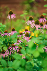 echinacea flowers in the garden