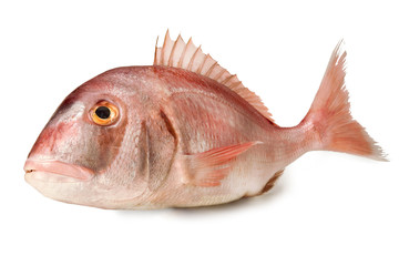 Common Pandora Fish - Isolated on White Background