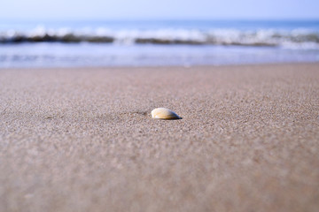 texture of sand on a sunny beach with a blurred sea background
