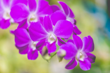 Purple orchids flower close up