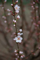 flowers of a tree