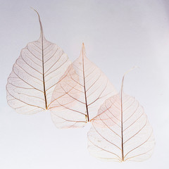 transparent leaf skeletons on the white background.