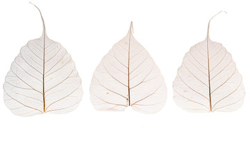transparent leaf skeletons on the white background.
