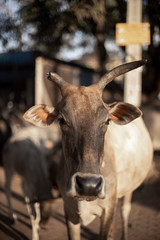 Street Cows in Goa, India