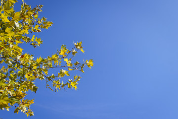 Italian tree branch and blue sky. Travel background.