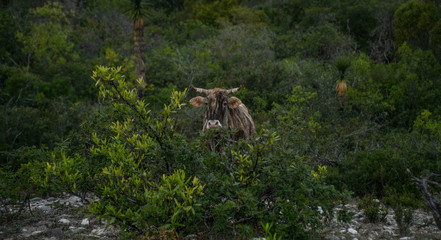 A cow looking at you