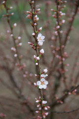 blooming apple tree in spring