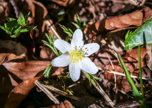 Buschwindr&ouml;schen (Anemone nemorosa)