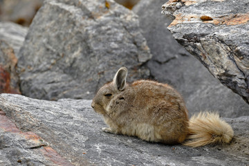 Naklejka premium Vizcacha peruana (Lagidium Peruanum) resting and perched on rocks in its natural environment.