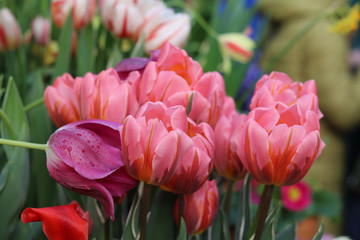 spring flowers banner - many beautiful tulips