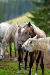 Schimmel in sämtlichen Farbnuancen. Lipizzaner auf der Sommerweide