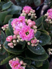 Pink flowers bloom in the garden in the morning. Good for flower shops and more.