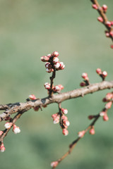 beautiful blooming gardens in spring