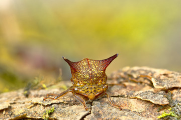 Membracidae perched on a log