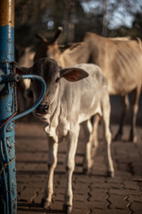 Street Cows in Goa, India