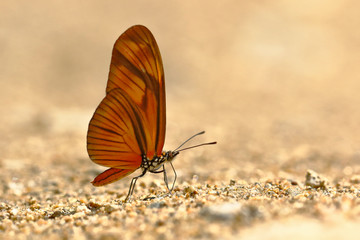 butterfly (Dryas julia) on soil moisture
