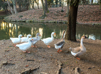 Goose walking next a lake