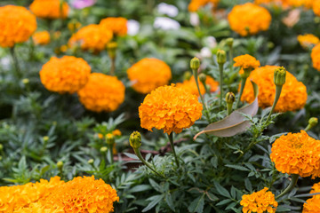 orange marigold flower in garden close up