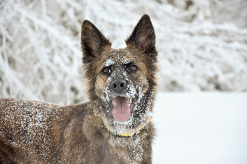 dog in the snow