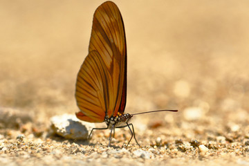 Fototapeta na wymiar butterfly (Dryas julia) on soil moisture