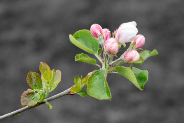 Branch of apple tree on grey background in spring