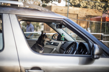 Obraz na płótnie Canvas Dog inside Car in Goa India