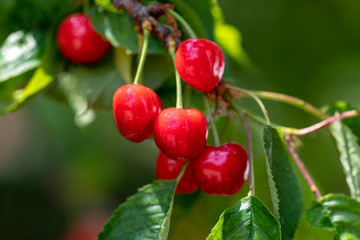 Close up view of the juicy organic cherries growing on the branch. Image